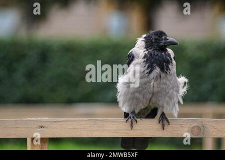 un uccello appollaiato sulla cima di una recinzione di legno Foto Stock