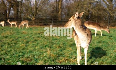 cervi rossi che pascolano sul prato nel parco di richmond. Foto Stock