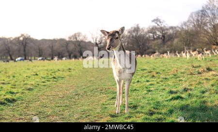 cervi rossi che pascolano sul prato nel parco di richmond. Foto Stock