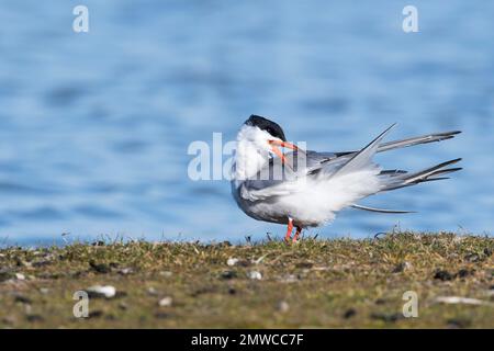 Terna comune (sterna hirundo), preening, Texel, Olanda del Nord, Paesi Bassi Foto Stock