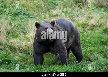 Orso bruno europeo (Ursus arctos), prigioniero, Baviera, Germania Foto Stock