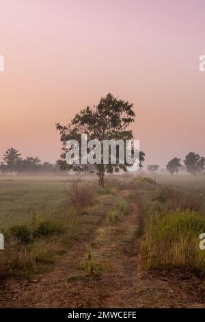 Una verticale di un albero nel mezzo di una risaia all'alba con nebbia nella campagna cambogiana Foto Stock