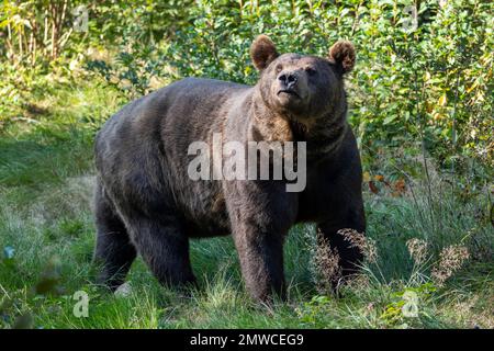 Orso bruno europeo (Ursus arctos), prigioniero, Baviera, Germania Foto Stock