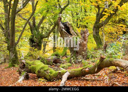 Vecchio faggio rosso (Fagus sylvatica), faggeto rosso con molto legno morto, Assia, Germania Foto Stock