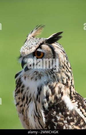 Uno scatto verticale dell'aquila indiana con sfondo sfocato Foto Stock