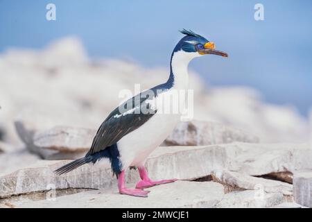 Lo shag imperiale (albicite di Leucocarbo), l'isola dei leoni marini, le isole Falkland, l'America del Sud Foto Stock