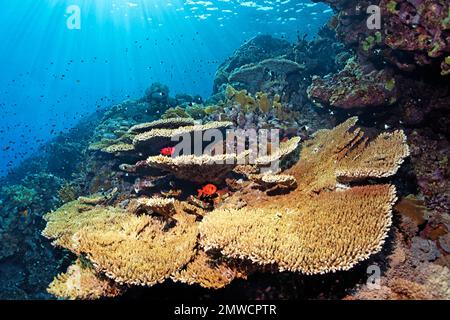 Acropora tavolo corallo (Acropora hyacincthus) sulla parete di barriera corallina retroilluminata, pinecone soldato (Myripristis Murdjan), Ras Muhammed Parco Nazionale, Rosso Foto Stock