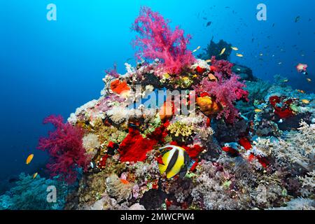 Tipica barriera corallina con diversi coralli molli (Alcyonacea), coralli di pietra (Scleractinia), e spugna (Porifera), pesce balsamo rosso (Heniochus Foto Stock