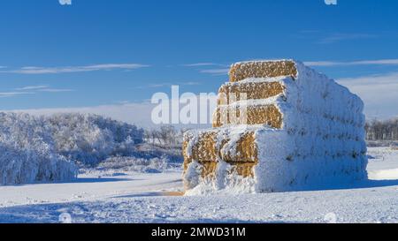 Balle di fieno coperte di gelo invernale rosticcio vicino al villaggio di San Leon, Manitoba, Canada. Foto Stock