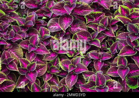 Solenostemon variegato viola e verde - foglie di Coleus. Foto Stock