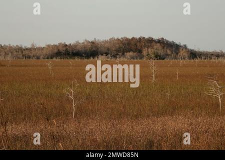 Foresta di cipressi nani, Everglades National Park, Florida Foto Stock