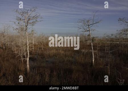 Foresta di cipressi nani, Everglades National Park, Florida Foto Stock