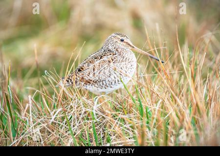 Snipe sudamericana (Gallinago paraguaiae), Isola dei leoni marini, Isole Falkland, Sud America Foto Stock