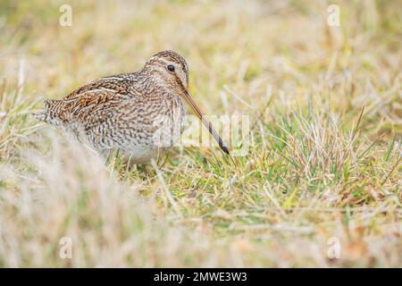 Snipe sudamericana (Gallinago paraguaiae), Isola dei leoni marini, Isole Falkland, Sud America Foto Stock