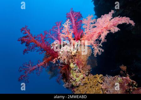 Corallo morbido di Klunzinger (Dendronephthya klunzingeri) su una sporgenza della barriera corallina, Parco Nazionale di Ras Muhammed, Sharm el Sheikh, Mar Rosso, Sinai, Egitto Foto Stock