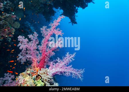 Corallo morbido di Klunzinger (Dendronephthya klunzingeri) su una sporgenza della barriera corallina, sotto la sporgenza, Parco Nazionale di Ras Muhammed, Sharm el Sheikh, Mar Rosso Foto Stock