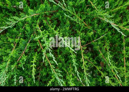 Verde pianta di conifere in parco, primo piano Foto Stock