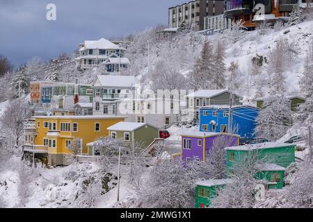 Storico St John's, Terranova, Canada, con luminose case colorate in legno su una collina, alberi coperti di ghiaccio e neve a terra. Foto Stock