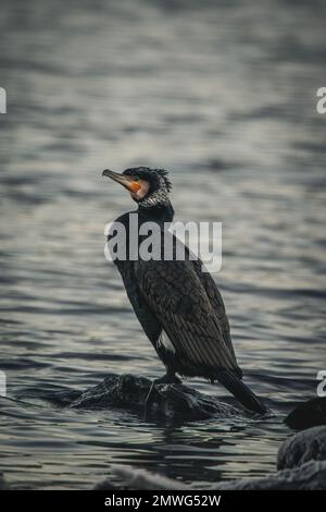 Una bella vista di un grande cormorano nero arroccato su una piccola pietra nel mare Foto Stock