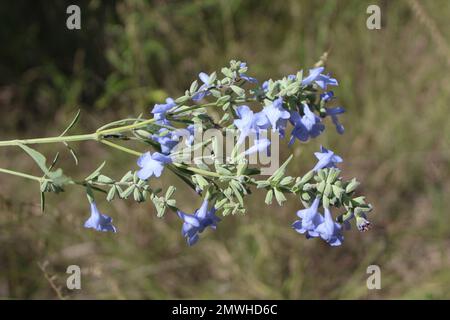 Salvia blu selvatica, una specie minacciata in Illinois, appoggiata in un campo a Morton Grove Foto Stock