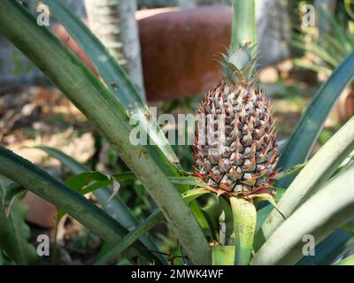 Frutta giovane di ananas su pianta di albero con sfondo verde naturale, gustosa frutta tropicale sulla campagna Foto Stock