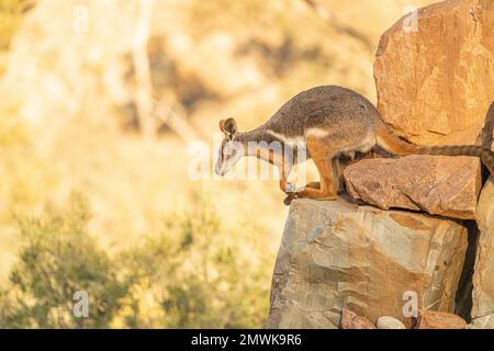 Il wallaby-rock dai piedi gialli a rischio di estinzione all'Arkaroola Wilderness Sanctuary South Australia. Foto Stock