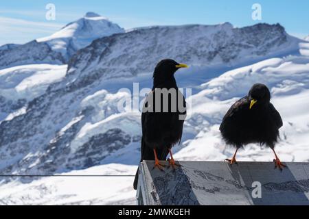 Due quartieri alpini di fronte alle montagne innevate a Jungfraujoch, Svizzera Foto Stock