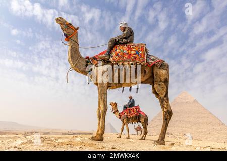 Uomini egiziani su cammelli alla Piramide di Khafre, il Cairo, Egitto Foto Stock