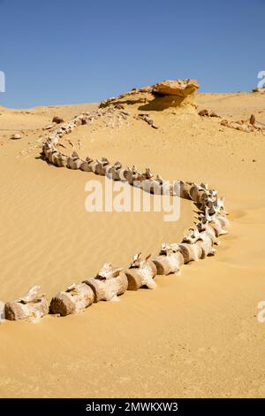 Scheletro di balena di Basilosaurus preistorico intatto, fossile di Wadi al-Hitan (Valle delle balene), nel deserto occidentale dell'Egitto Foto Stock