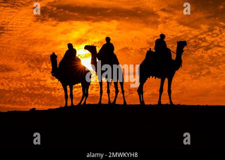 Cammelli in silhouette durante il tramonto alle piramidi di Giza, il Cairo, Egitto Foto Stock