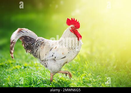 Gallo alla luce del sole su eco fattoria Foto Stock