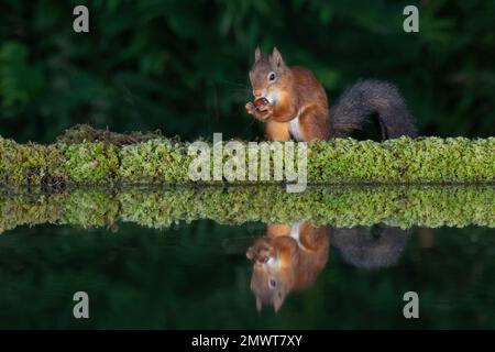 Uno scoiattolo rosso che si nuoce su una nocciola a fianco di una piscina. Si riflette perfettamente nell'acqua ferma. Scattato in una serata con l'illuminazione del flash Foto Stock