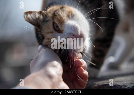 Il gatto ama essere accarezzato Foto Stock