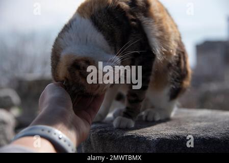 Il gatto ama essere accarezzato Foto Stock