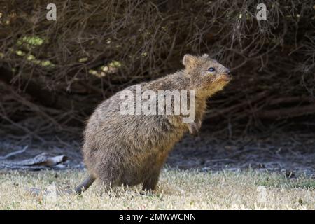 Quokka, originaria dell'isola di Rottnest Foto Stock
