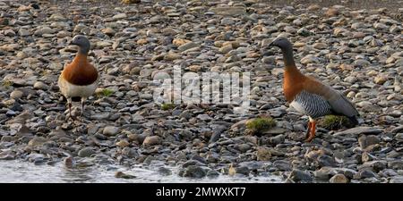 Oca dalla testa di cenere (Chloephaga poliocephala), due oche quasi endemiche sulla spiaggia, Ushuaia, Tierra del Fuego, Patagonia, Argentina. Foto Stock