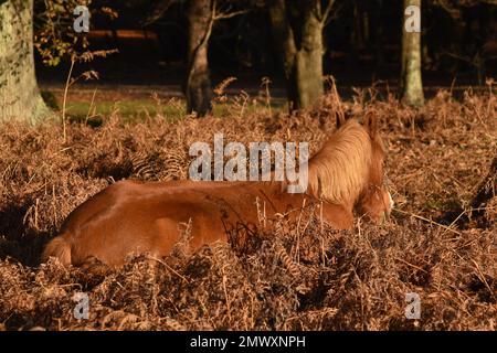 Nuovo pony della foresta che riposa nell'erica al sole di mezzogiorno Foto Stock