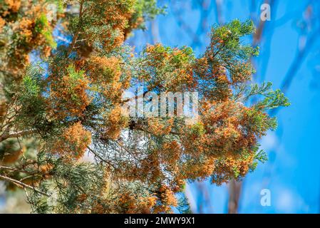 Un pino nativo australiano di Cipro (CALLITRIS glaucophylla) anche conosciuto come Cyrpus bianco, Murray River cipresso-pine, e cipresso-pine settentrionale Foto Stock