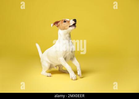 Grazioso Jack Russel Terrier su sfondo giallo. Cane adorabile Foto Stock