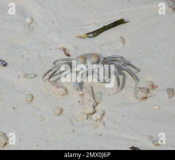 Granchio fantasma alle Maldive Foto Stock