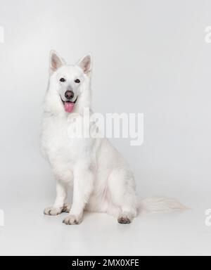 Studio shot di bella calma bianco Swiss Shepherd Dog seduto, in posa isolato su sfondo grigio. Concetto di animali domestici, animali domestici, cura Foto Stock