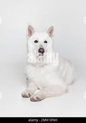 Ritratto di bello Smart calma White Swiss Shepherd Dog sdraiato sul pavimento, posa isolato su sfondo grigio studio. Concetto di animali domestici, domestico Foto Stock