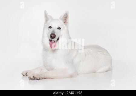 Ritratto di bello Smart calma White Swiss Shepherd Dog sdraiato sul pavimento con lingua che sporge isolato su sfondo grigio studio. Concetto di Foto Stock