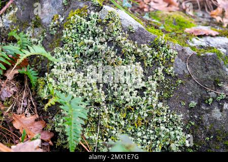 Coppa lichen o Cladonia Pyxidata (pixi liichen) crescere su una roccia in un giardino nel mese di gennaio inverno Galles occidentale Carmarthenshire UK KATHY DEWITT Foto Stock