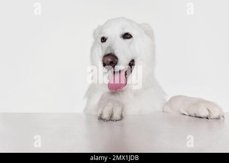 Primo piano muso di bella calma bianco Swiss Shepherd Dog posa isolato su sfondo grigio. Concetto di animali domestici, animali domestici, cura Foto Stock