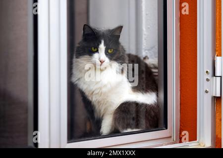 Vista ravvicinata di un gatto domestico che guarda attraverso una finestra di vetro. Foto Stock