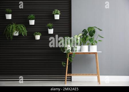 Diverse piante succulente in eleganti vasi da fiori su tavolo bianco all' interno. Design degli interni Foto stock - Alamy