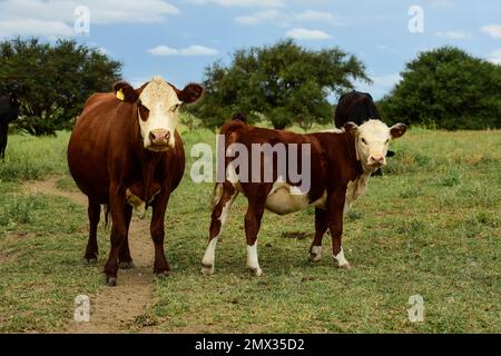 Bestiame nella campagna argentina, Provincia di la Pampa, Patagonia, Argentina Foto Stock