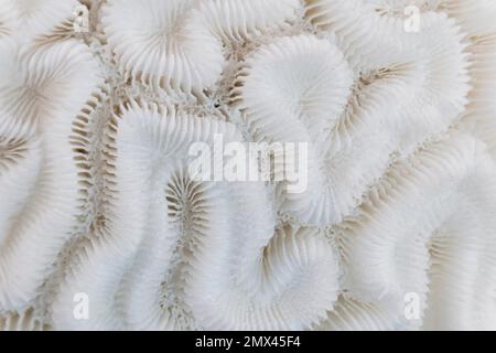 Immagine macro di uno scheletro di un corallo di pietra. Elevata profondità di messa a fuoco Foto Stock