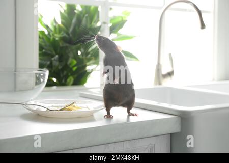 Ratto vicino a piatto sporco sul bancone della cucina. Controllo di peste Foto Stock